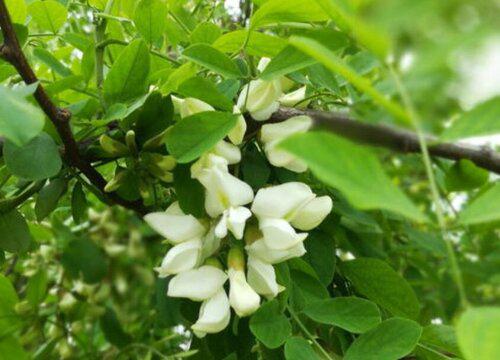 适合黑槐树的剪枝季节是什么时候？