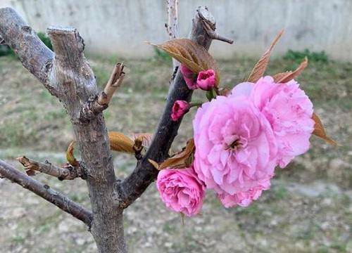 奇特的植物学现象，为什么樱花要先开花再长叶？