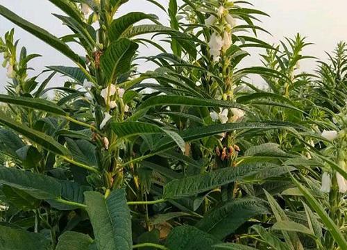 探究芝麻成熟季节，你知道芝麻什么月份成熟吗？