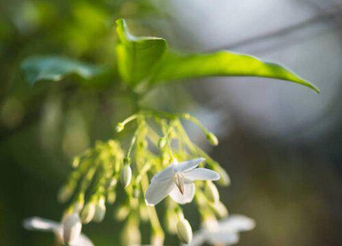 茉莉花的最佳种植时间是什么时候？