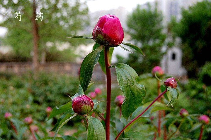 芍药