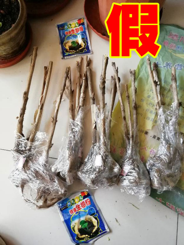 正宗牡丹是什么样子？花农告诉你正宗牡丹花苗是什么样的！