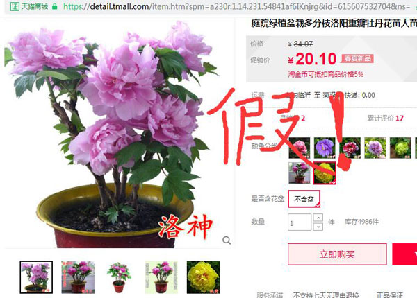 牡丹花有洛神这个品种吗？洛神牡丹品种介绍