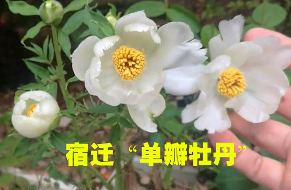 江苏宿迁牡丹都是假的吗？宿迁菏泽牡丹哪的好？