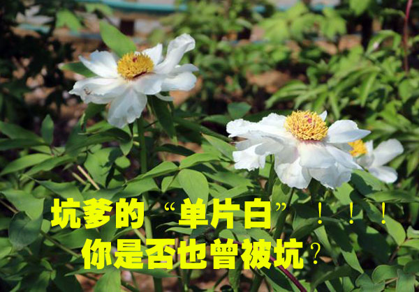 单瓣白花牡丹03.jpg