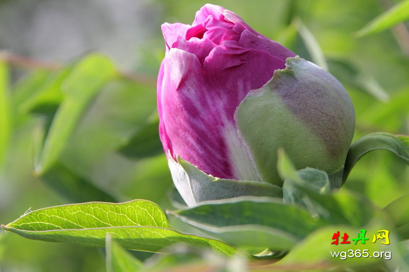 牡丹花什么时候开？观赏牡丹花期别搞错！