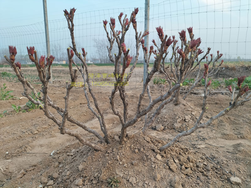 牡丹花刚出牙（芽）的样子图片