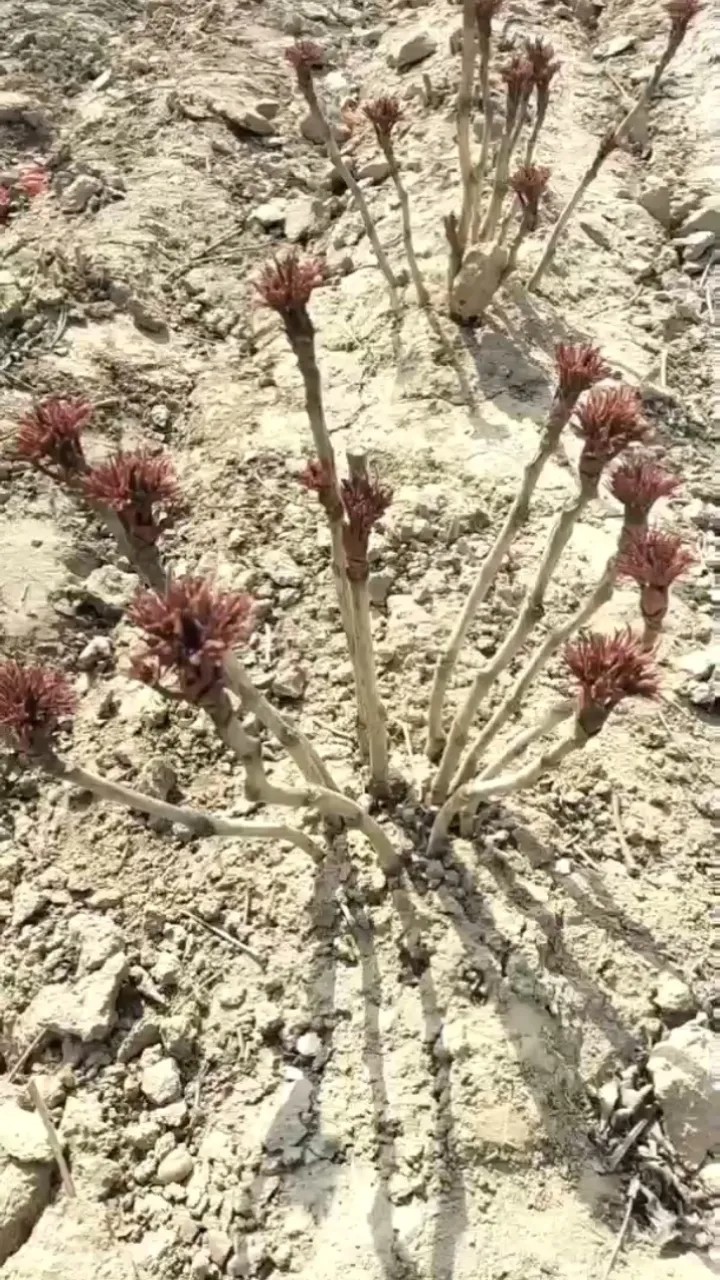 牡丹花刚出牙（芽）的样子图片